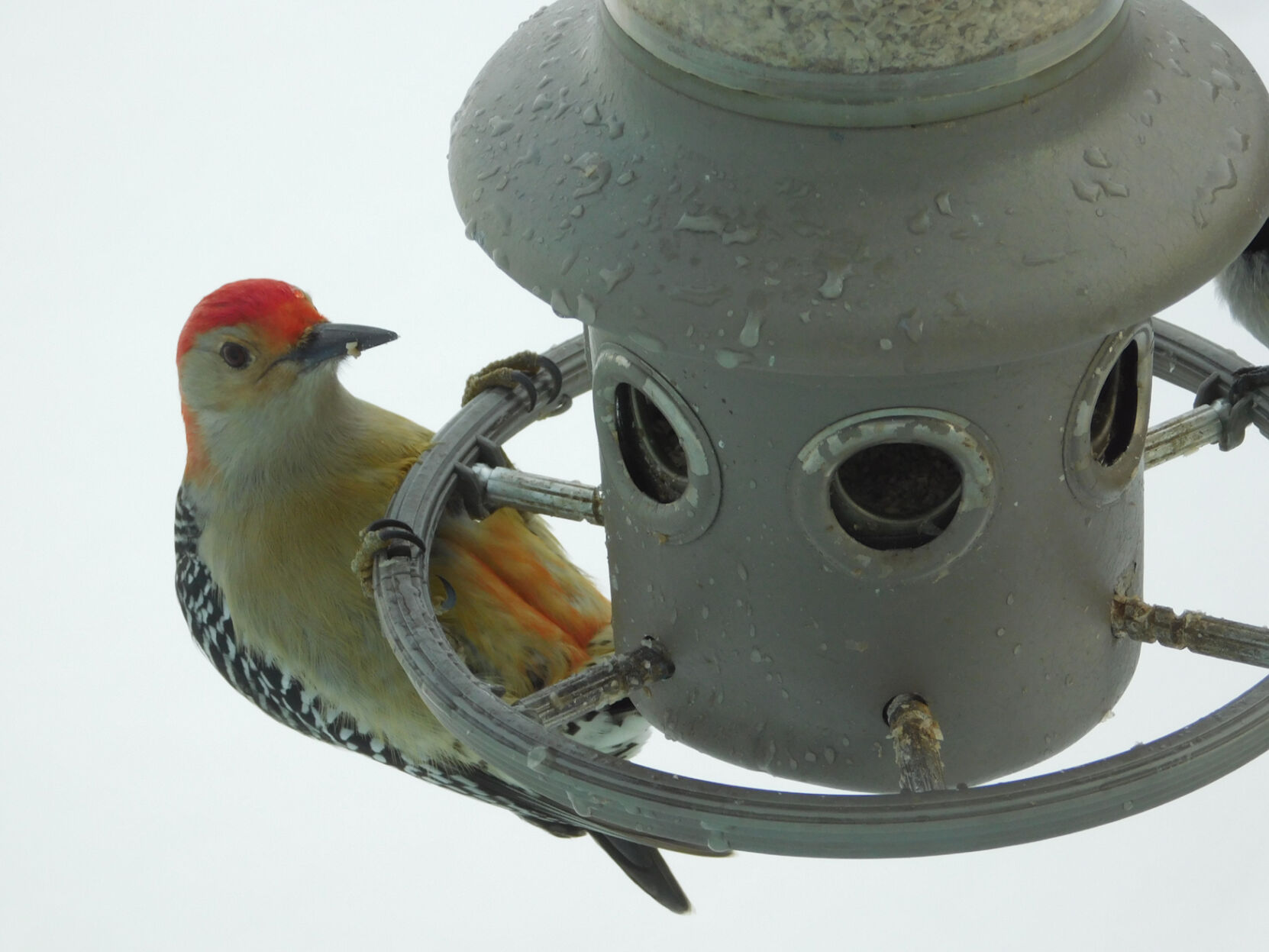 Red-bellied woodpecker
